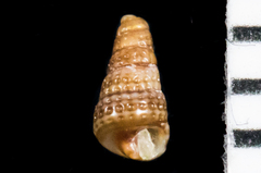 Cerithiopsis