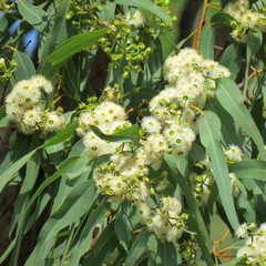 Eucalyptus leptophleba