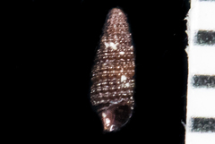 Cerithiopsis