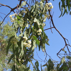 Eucalyptus leptophleba