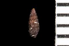 Cerithiopsis
