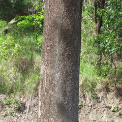 Eucalyptus leptophleba