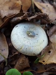 Lactarius chelidonium