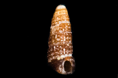 Cerithiopsis