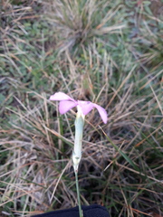 Dianthus caryophyllus
