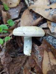 Lactarius chelidonium