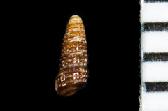 Cerithiopsis