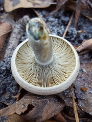 Lactarius chelidonium