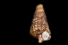 Cerithiopsis