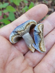 Lactarius chelidonium