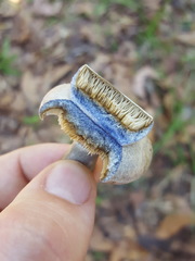 Lactarius chelidonium