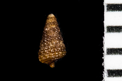 Cerithiopsis