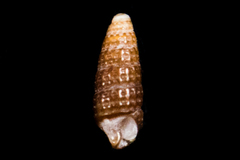 Cerithiopsidae