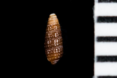 Cerithiopsidae