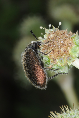 Hairy Darkling Beetle