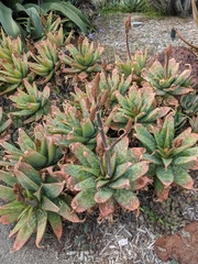 Aloe microstigma framesii
