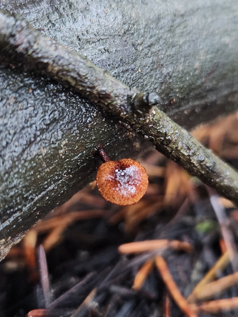 Phaeomarasmius sp. 'erinaceus-PNW07'