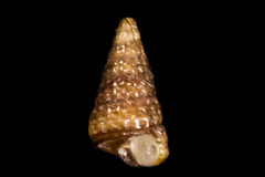 Cerithiopsis