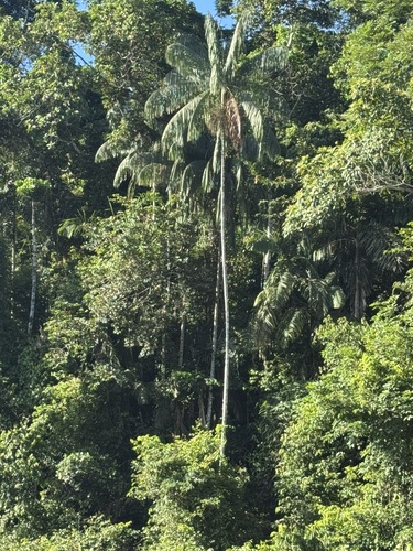 Amazon açaí (Euterpe precatoria)