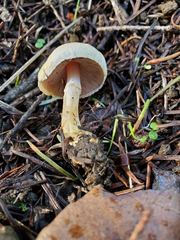 Agaricus semotus
