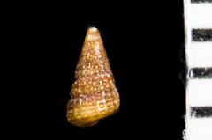 Cerithiopsis