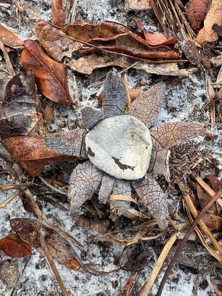 Astraeus morganii · December 2025 · photo: © kguin (iNaturalist, cc-by)