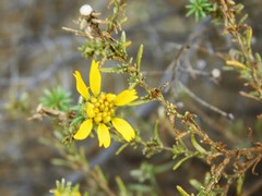 Deinandra minthornii