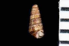 Cerithiopsis