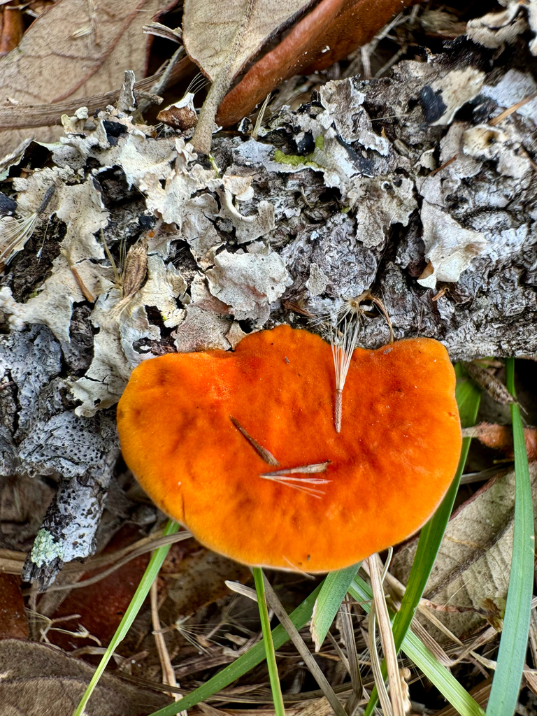Trametes sanguinea · December 2025 · photo: © kguin (iNaturalist, cc-by)