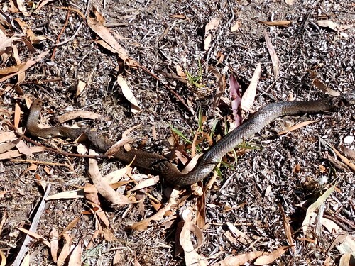 Eastern Brown Snake sighting
