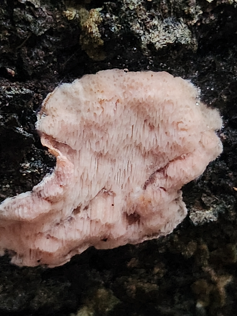 Leptoporus mollis · December 2025 · photo: © lytiic (iNaturalist, cc-by-nc)