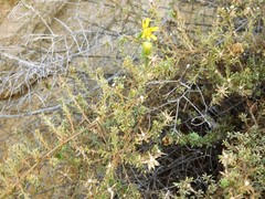 Deinandra minthornii