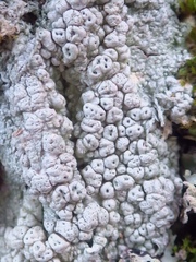Pertusaria pertusa