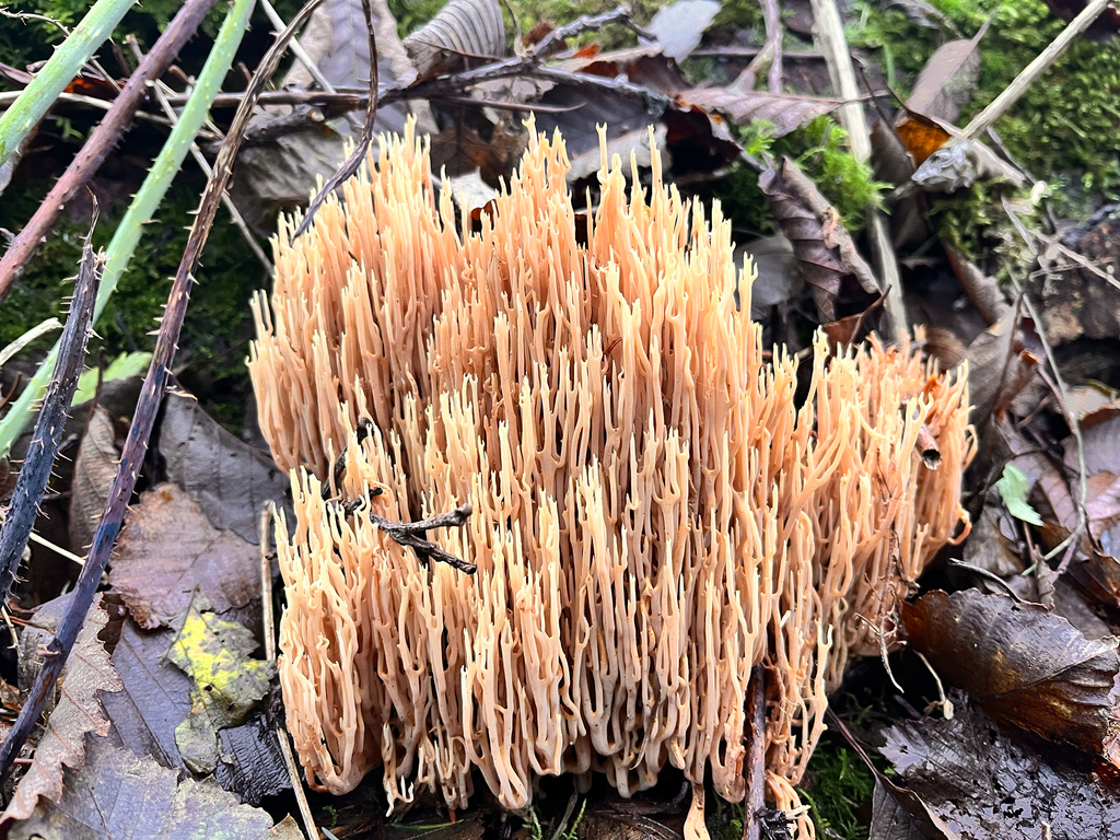 Ramaria stricta · December 2025 · photo: © ceuthophilus (iNaturalist, cc-by)