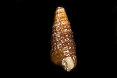 Cerithiopsidae