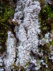 Pertusaria pertusa
