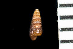Cerithiopsidae