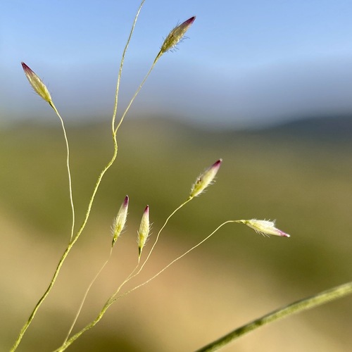 Muhlenbergia minutissima, 2020-09-09