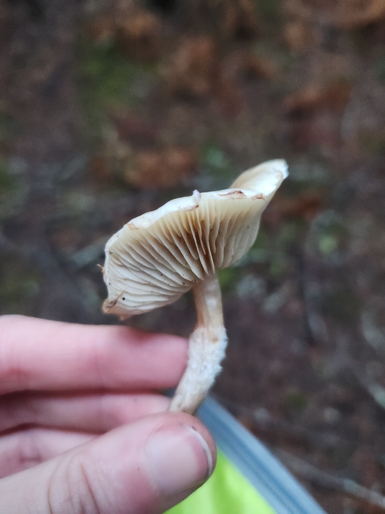 Pholiota decorata · December 2025 · photo: © lytiic (iNaturalist, cc-by-nc)