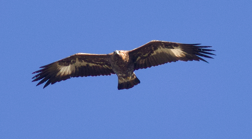 Aigle royal, jeune