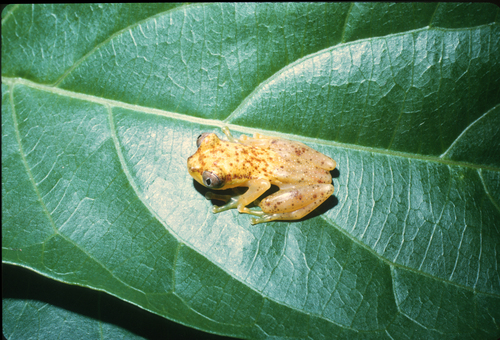 Liberia Banana Frog, Afrixalus laevis