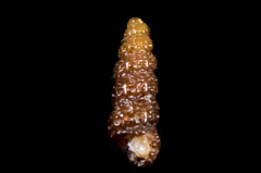 Cerithiopsis