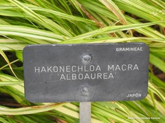 Hakonechloa macra