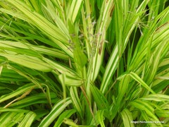 Hakonechloa macra
