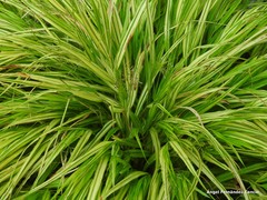 Hakonechloa macra