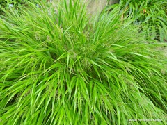 Hakonechloa macra