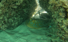 Blue-spotted Ribbontail Ray