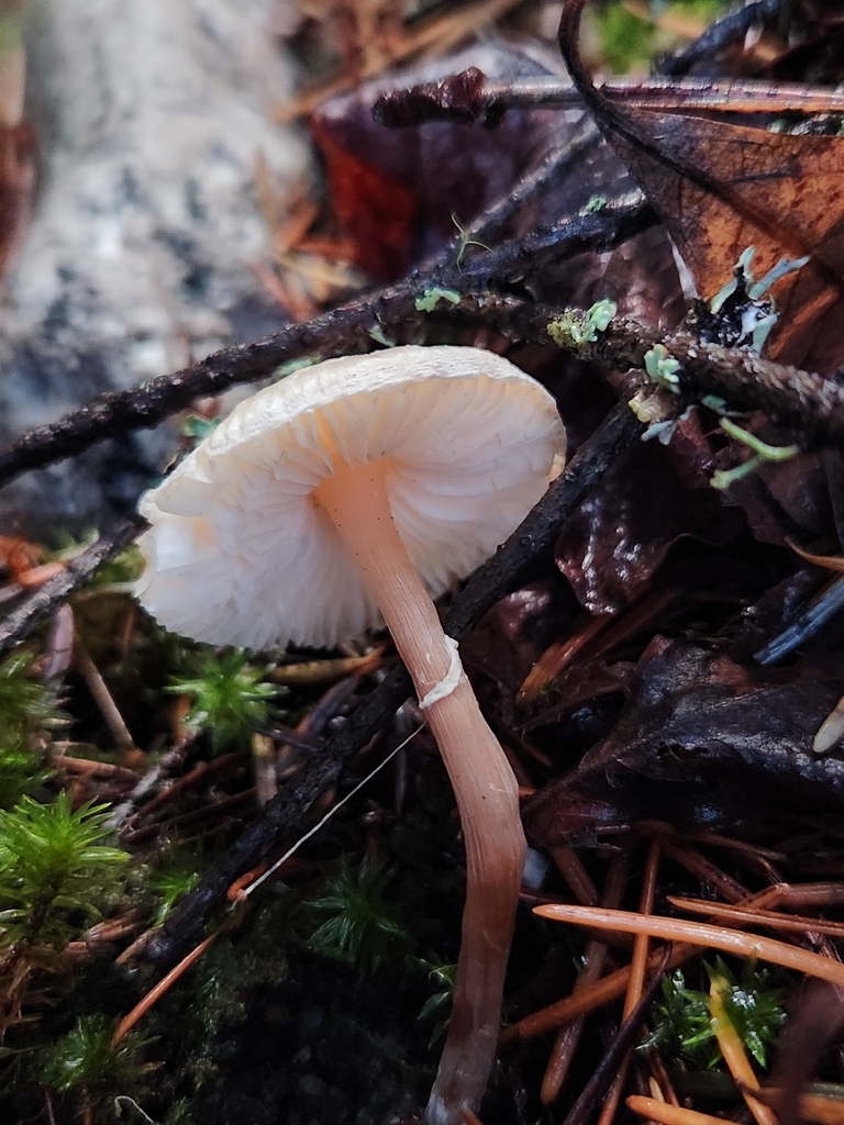 Lepiota sp. 'WA01' · December 2025 · photo: © lytiic (iNaturalist, cc-by-nc)