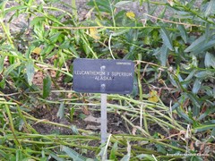 Leucanthemum × superbum