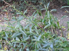 Leucanthemum × superbum